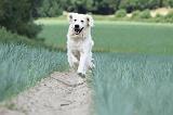 GOLDEN RETRIEVER 680
